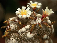 Blossfeldia liliputana